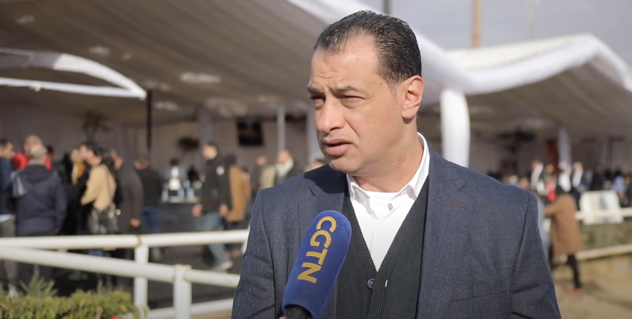 Arabian Horses Beauty