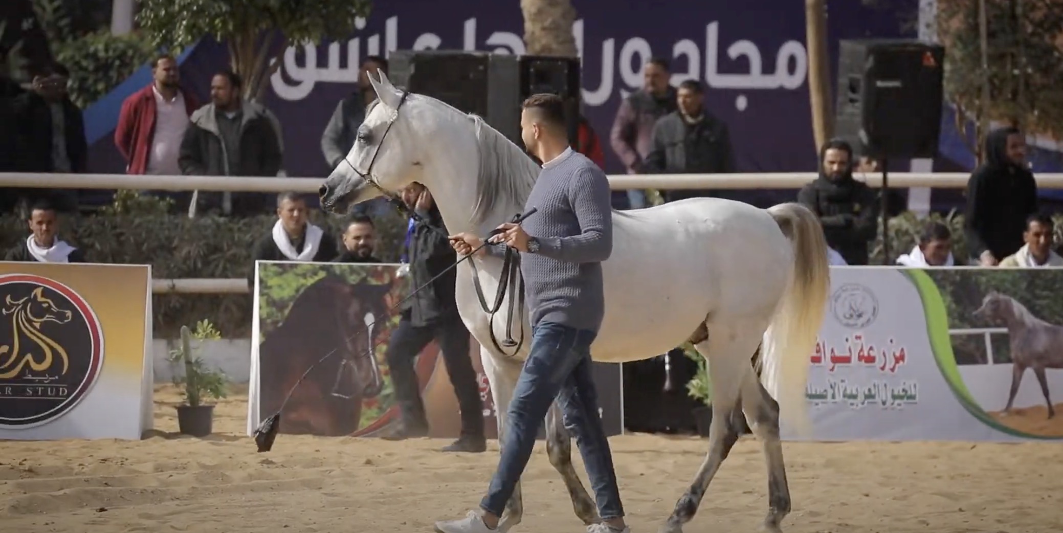 Arabian Horses Beauty