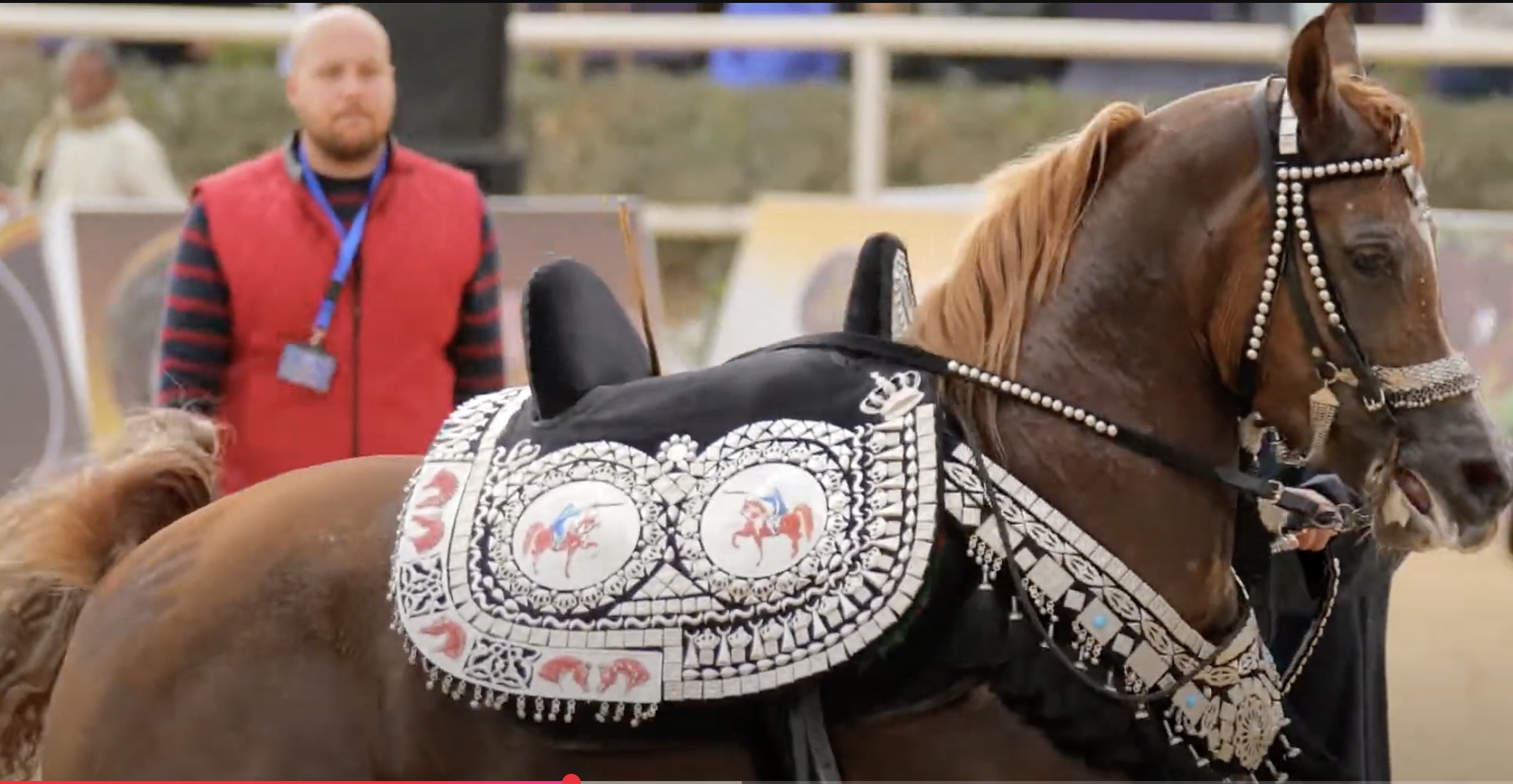Arabian Horses Beauty