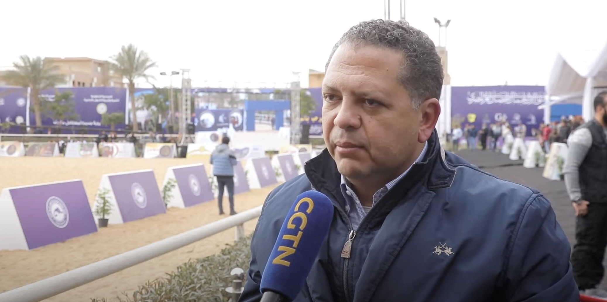 Arabian Horses Beauty